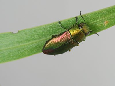 Melobasis semisuturalis, PL0526F, male, on Acacia retinodes, MU, 6.7 × 2.6 mm